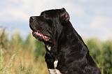 CANE CORSO 891
